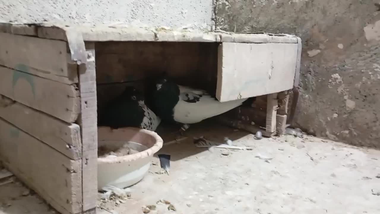 کفتر مال مایوان ا|پرنده|شیروان (خراسان), |دیوار