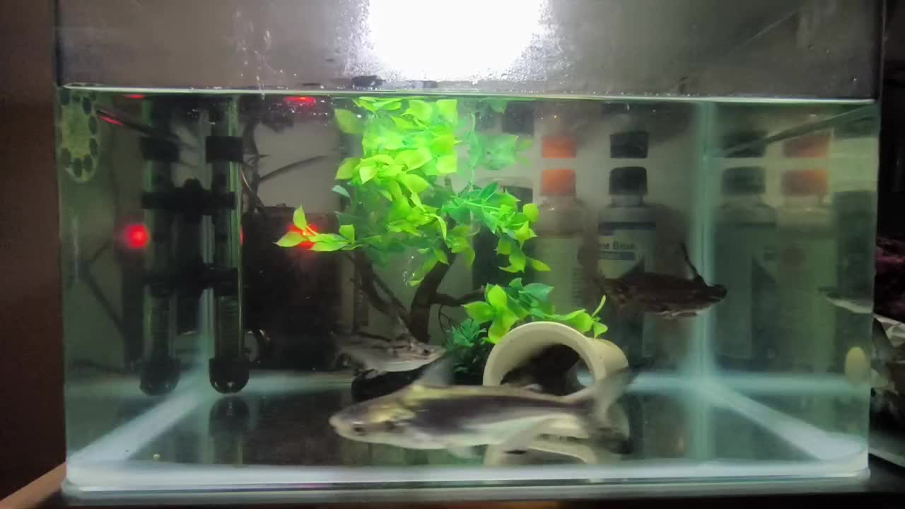 آکواریوم با لوازم و ماهی|ماهی|تهران, شهرک نفت|دیوار