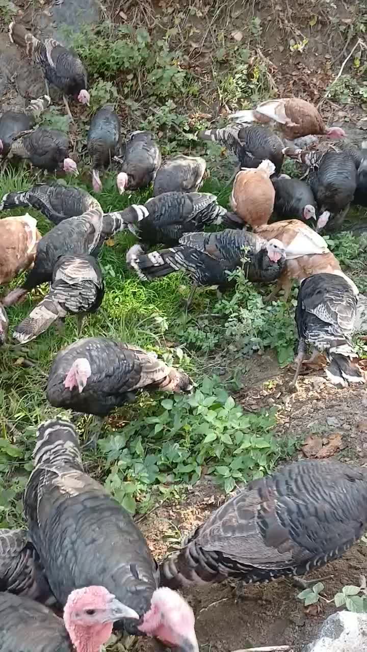 بوقلمون طبیعی|حیوانات مزرعه|قشلاق دشت, |دیوار