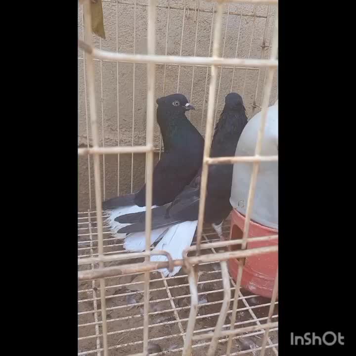 مصیرغیزانیه|پرنده|اهواز, منازل کارون|دیوار