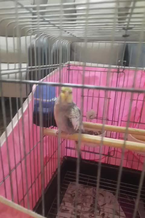 پرنده عروس هلندی|پرنده|قدس, شهرقدس|دیوار