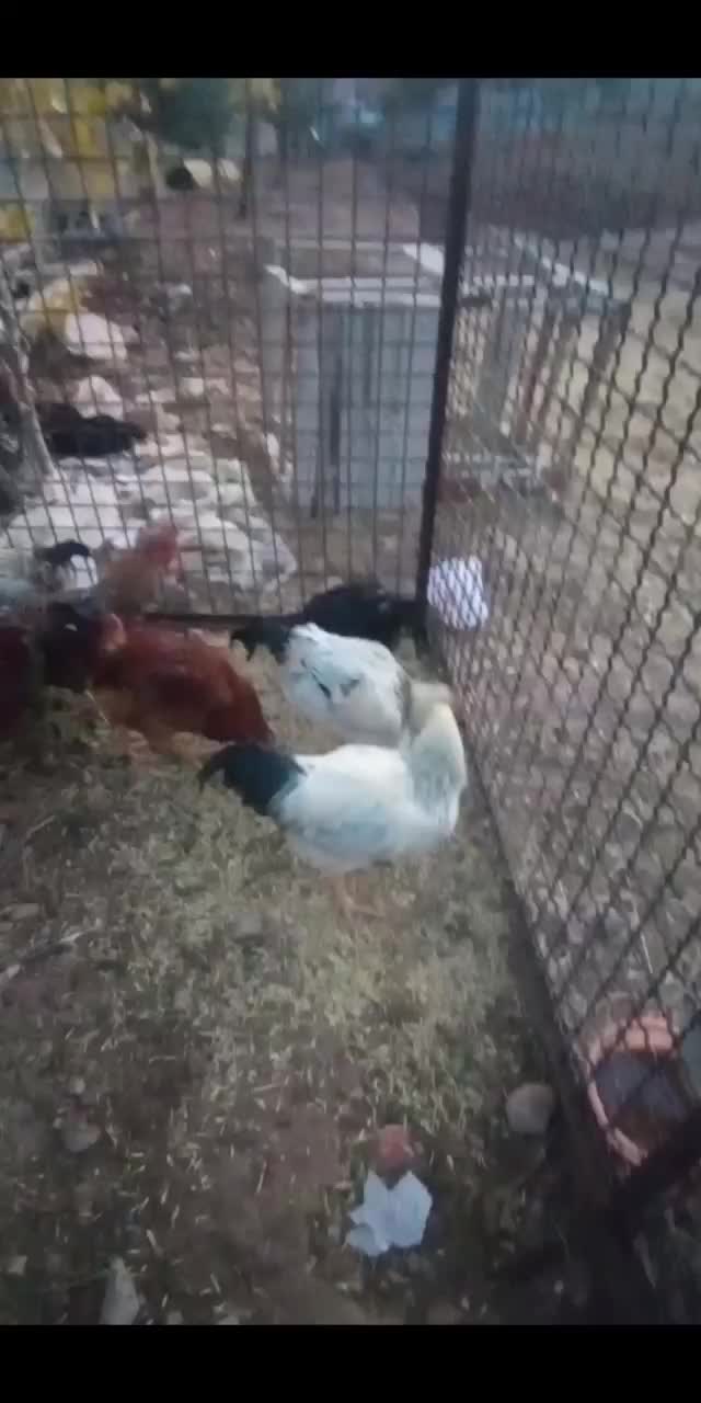 مرغ|حیوانات مزرعه|صوفیان, |دیوار