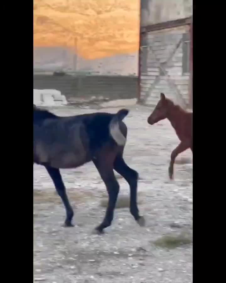 اسب|اسب و تجهیزات اسب‌سواری|رستم, |دیوار