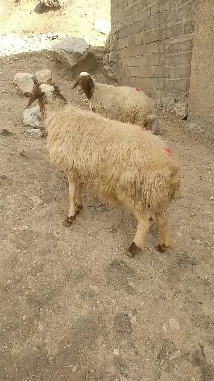 دو عدد میش داشتی|حیوانات مزرعه|آبدانان, |دیوار