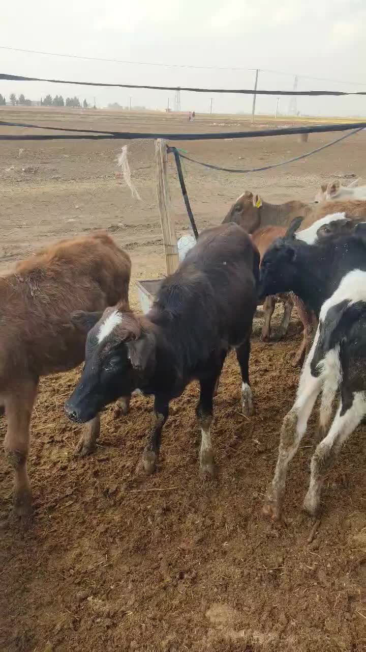 گوساله ماده محلی ۲۲راس|حیوانات مزرعه|کوهدشت, |دیوار