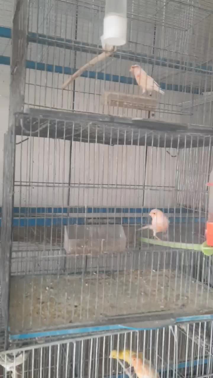 قناری نر ماده عروس هلندی فنج مرغ عشق|پرنده|نجفآباد, صالح آباد|دیوار