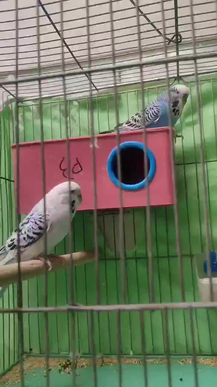 مرغ عشق|پرنده|داران, |دیوار