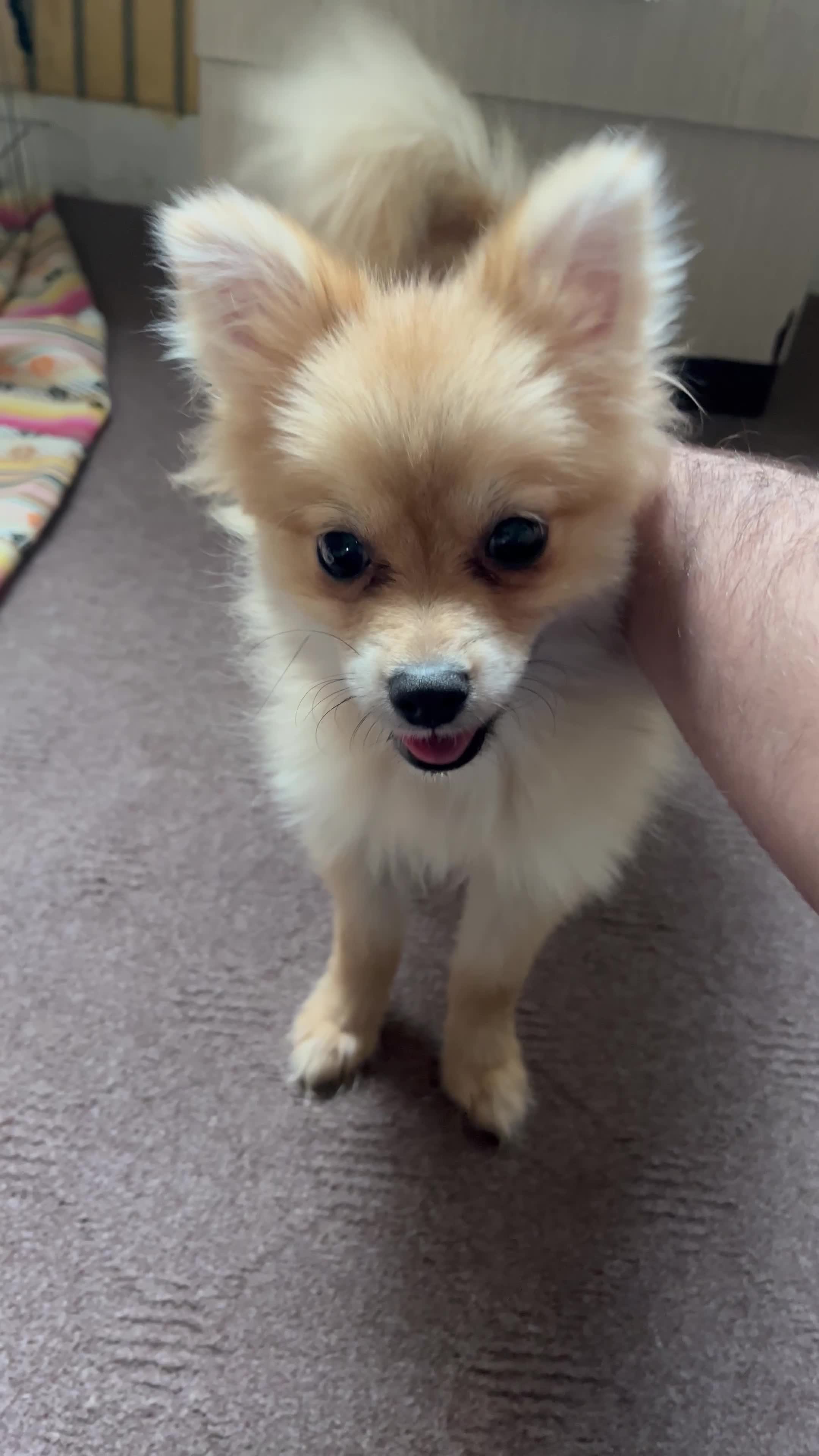 سگ پاور روباهی فروشی|سگ|تاکستان, |دیوار