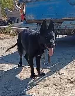 ژرمن بلک ماده|سگ|کرج, کمال‌شهر|دیوار