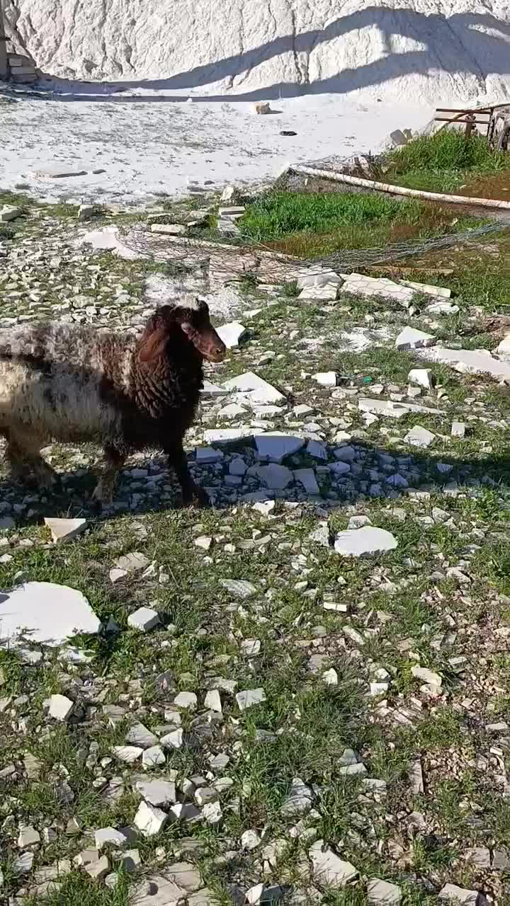 میش|حیوانات مزرعه|اسلامآباد غرب, |دیوار