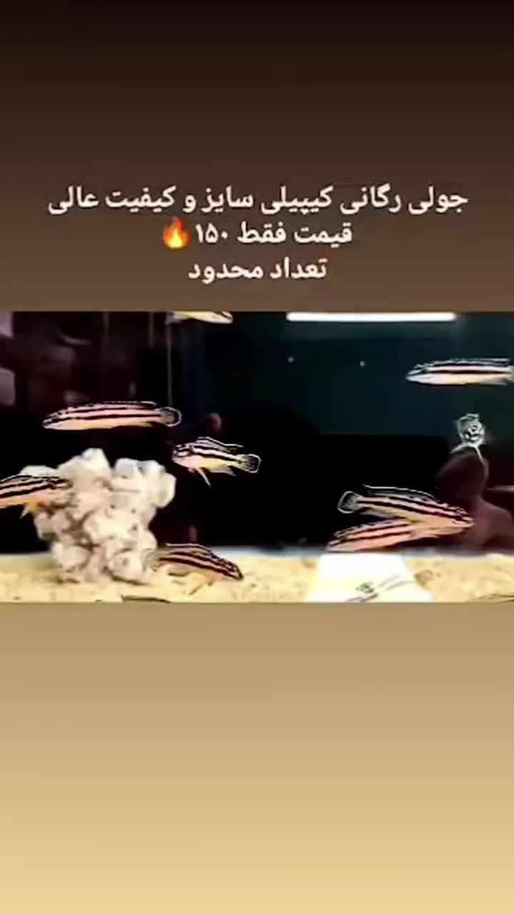 ماهی های دریاچه تانگانیکا|ماهی|تهران, شهرک آپادانا|دیوار