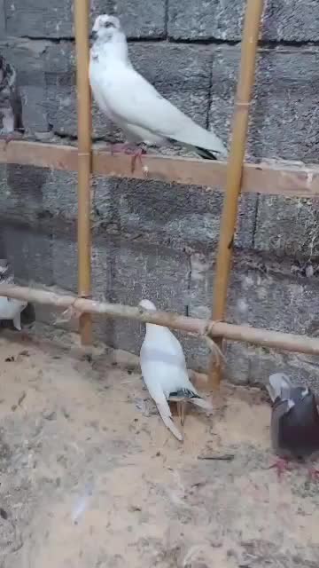 کبوتر پرشی|پرنده|رشت, بیجارپس|دیوار