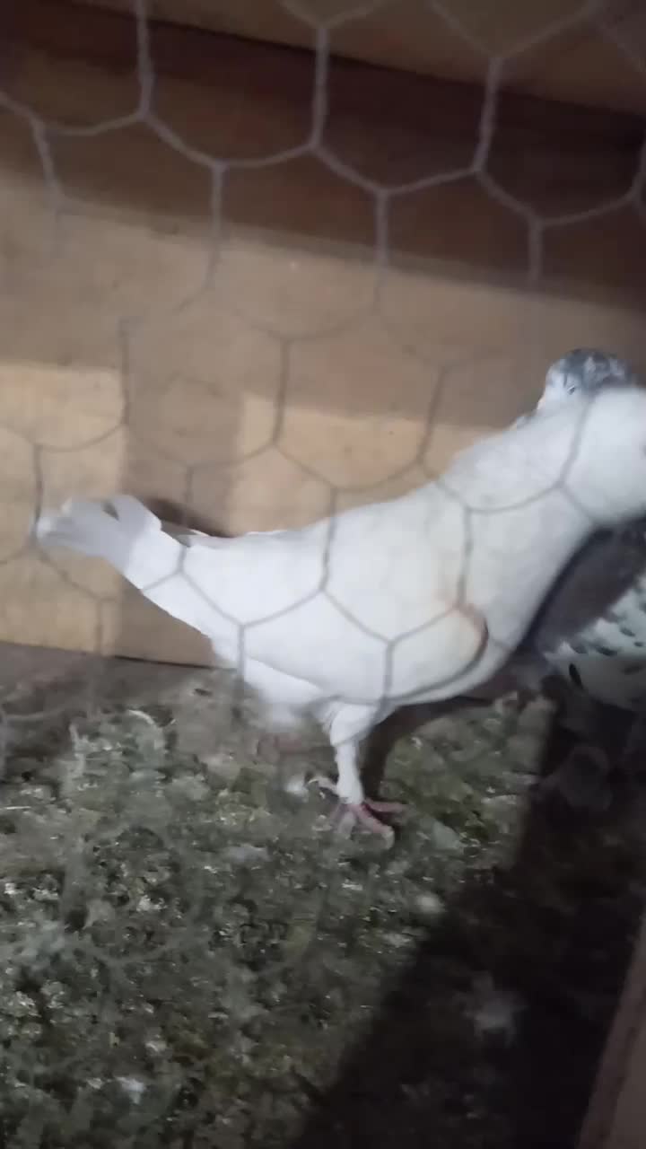 کفتر تهرانی|پرنده|ری, شهادت|دیوار