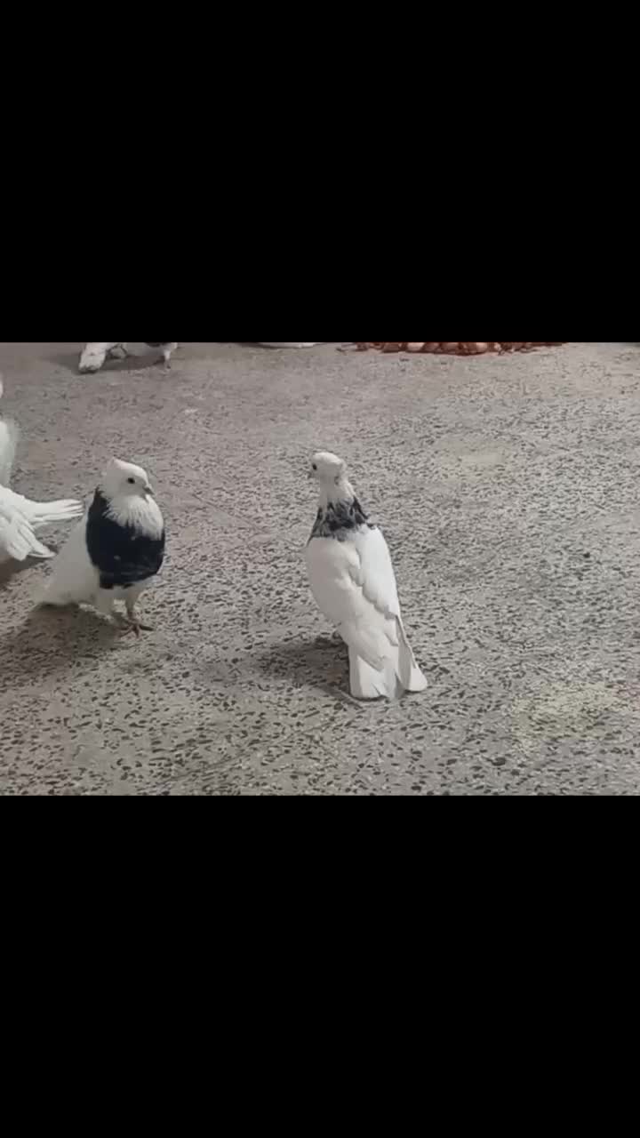 طوقی زرین قیمت بالا|پرنده|شهرضا, |دیوار