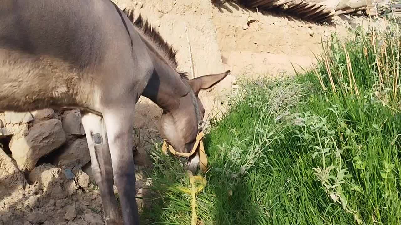 فروش کره الاغ نر|حیوانات مزرعه|کر, |دیوار