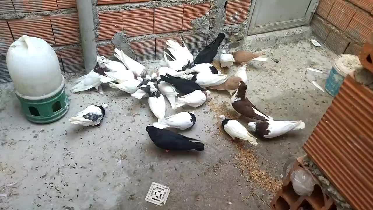 کفتر رنگی  طوقی|پرنده|مینودشت, |دیوار