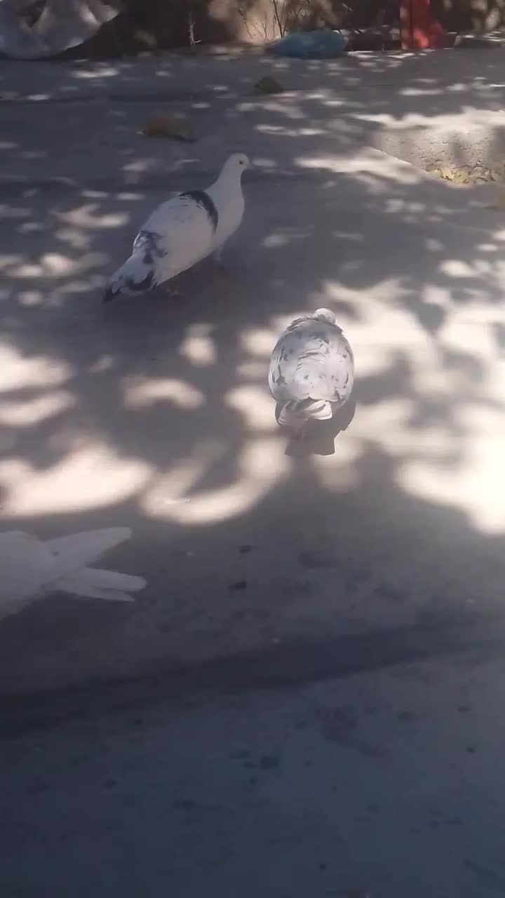 کفتر یا کبو تر|پرنده|نورآباد, |دیوار