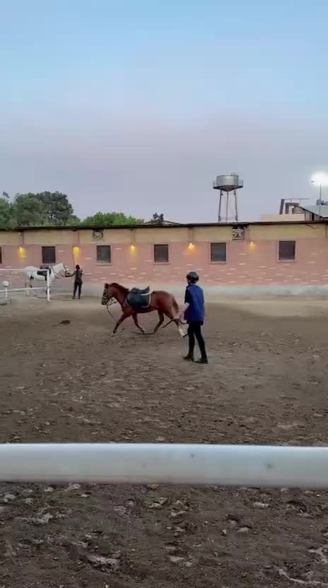 اسب پونی.پرشی مقام دار|اسب و تجهیزات اسب‌سواری|پاکدشت, پاکدشت (مامازند)|دیوار