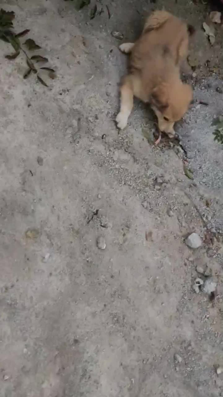 توله نر 3ماهه|سگ|نقده, |دیوار