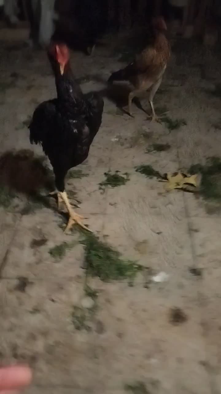 جوجه خروس لاری|حیوانات مزرعه|پیشوا, |دیوار