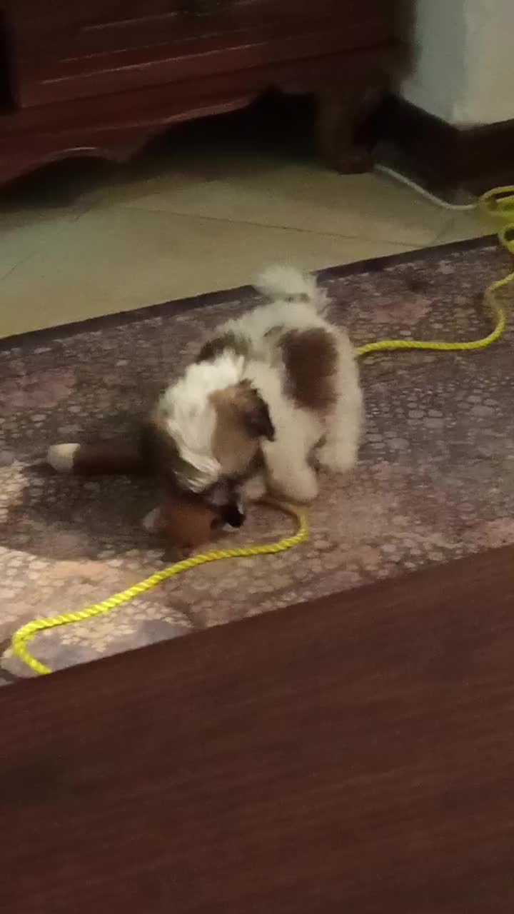 پودل کراس  کوچولو عروسکی نژاد قوی|سگ|اندیشه, اندیشه فاز ۱|دیوار