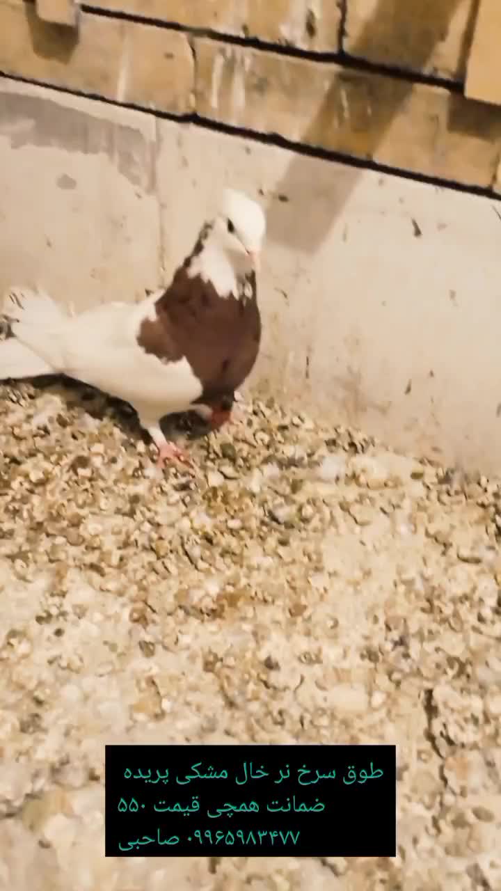 کبوتر|پرنده|رفسنجان, |دیوار