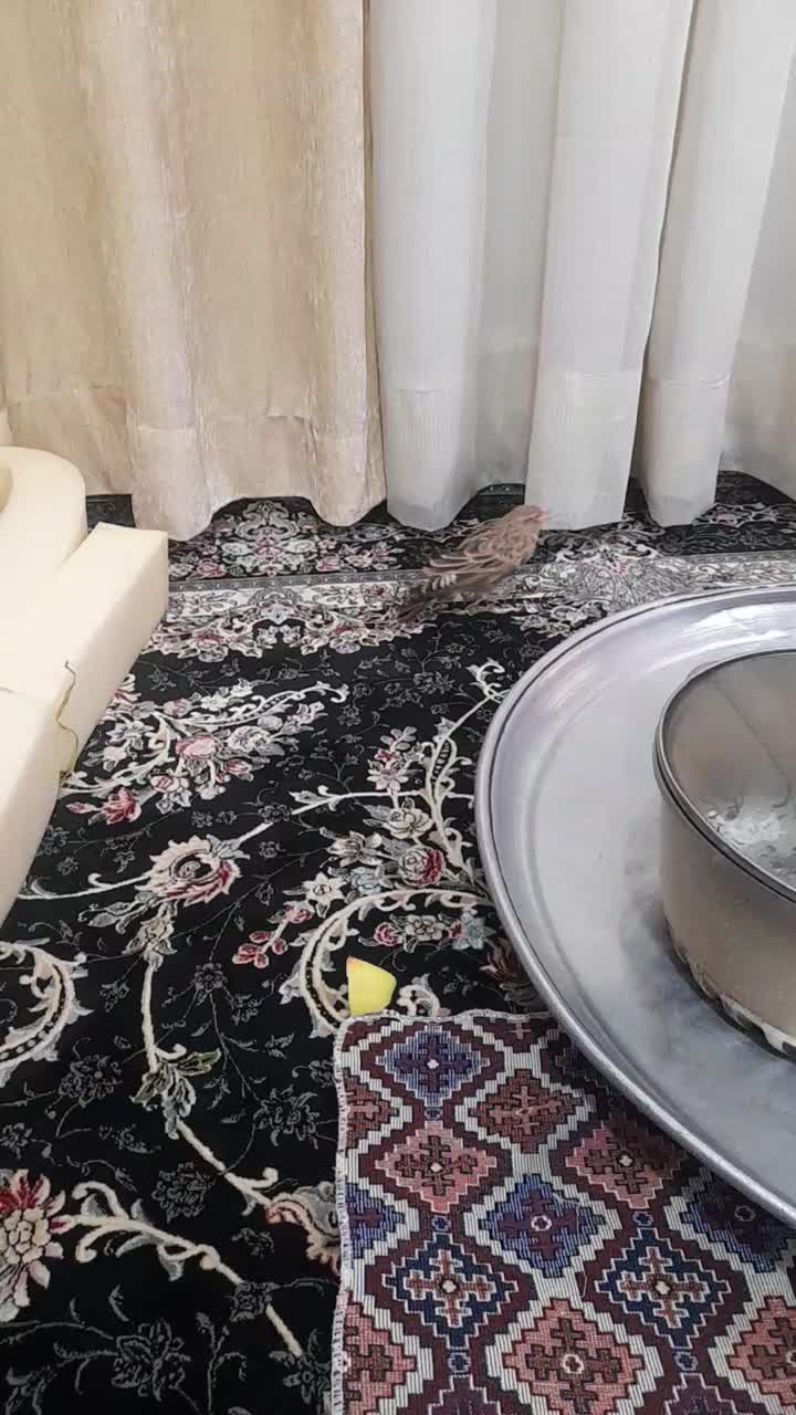 طوطی|پرنده|کارون, |دیوار