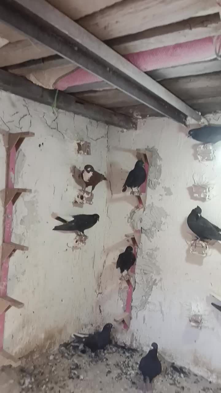 کفتر|پرنده|یزدان شهر, |دیوار