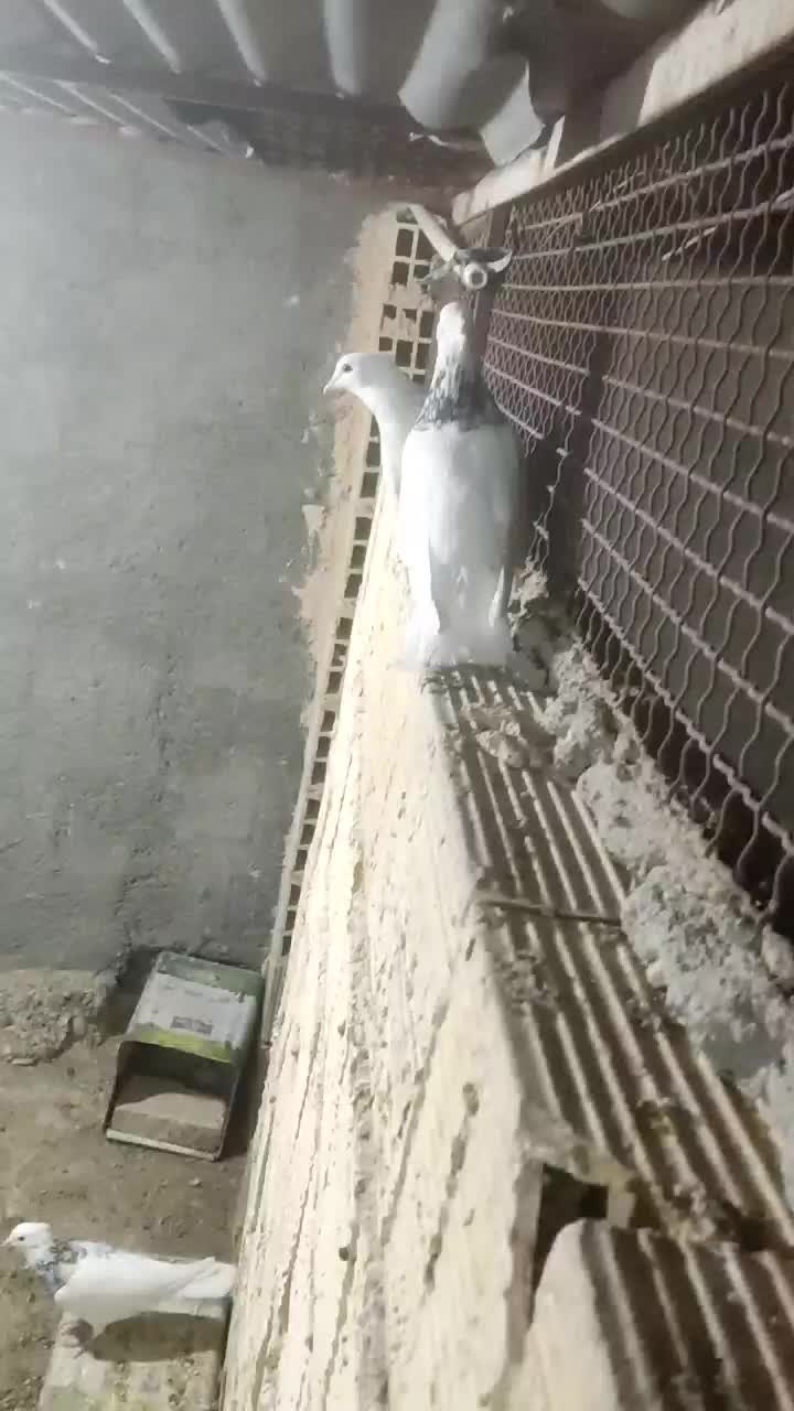 کبوتر طوقی|پرنده|ابرکوه, |دیوار