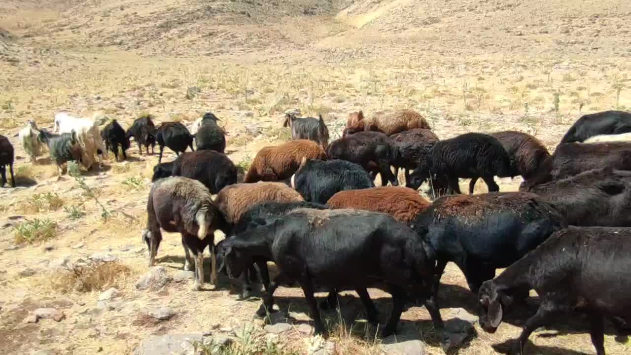 میش|حیوانات مزرعه|کنگاور, |دیوار