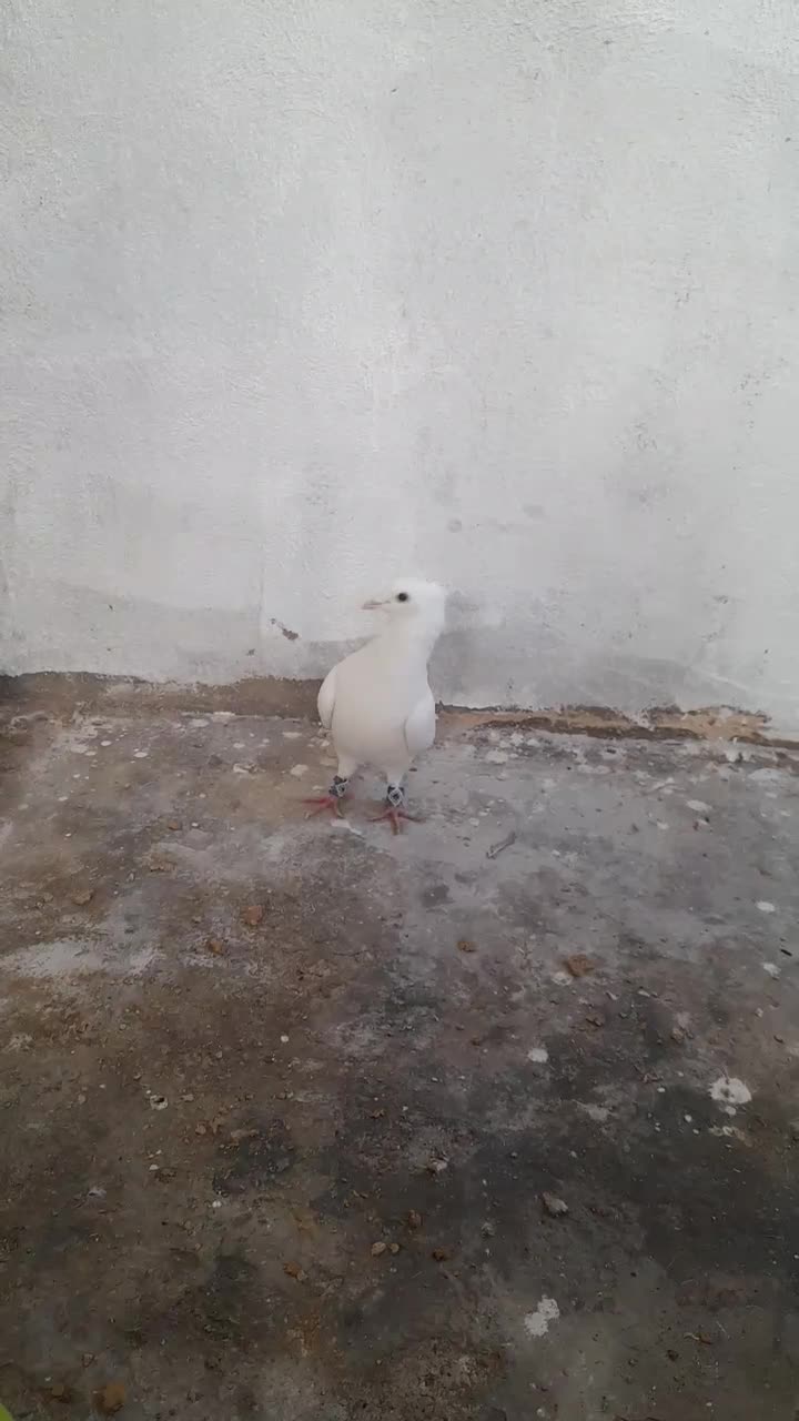 کبوتر|پرنده|خرامه, |دیوار