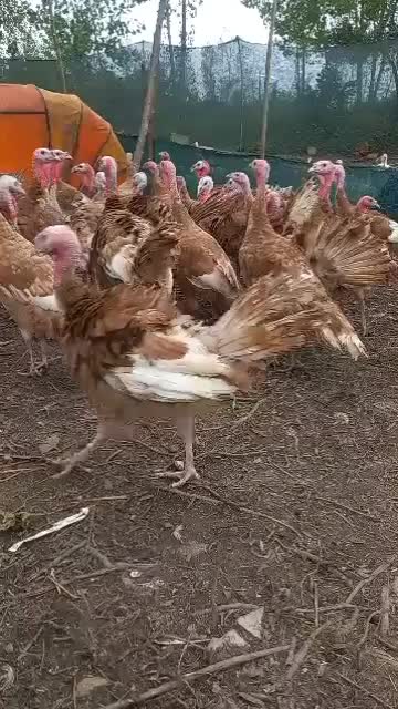 فروش بوقلمون پنج ماه وزن چهار کیلو|حیوانات مزرعه|رشت, حومه رشت|دیوار