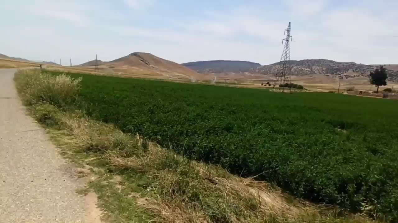 یونجه|خدمات باغبانی و درختکاری|کوهدشت, |دیوار