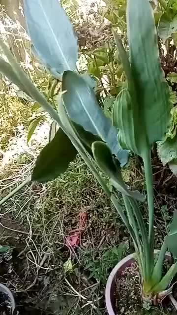 گل زیبا و آپارتمانی استرلیتزیا یا پرنده بهشتی|گل و گیاه طبیعی|لاهیجان, لیالستان|دیوار