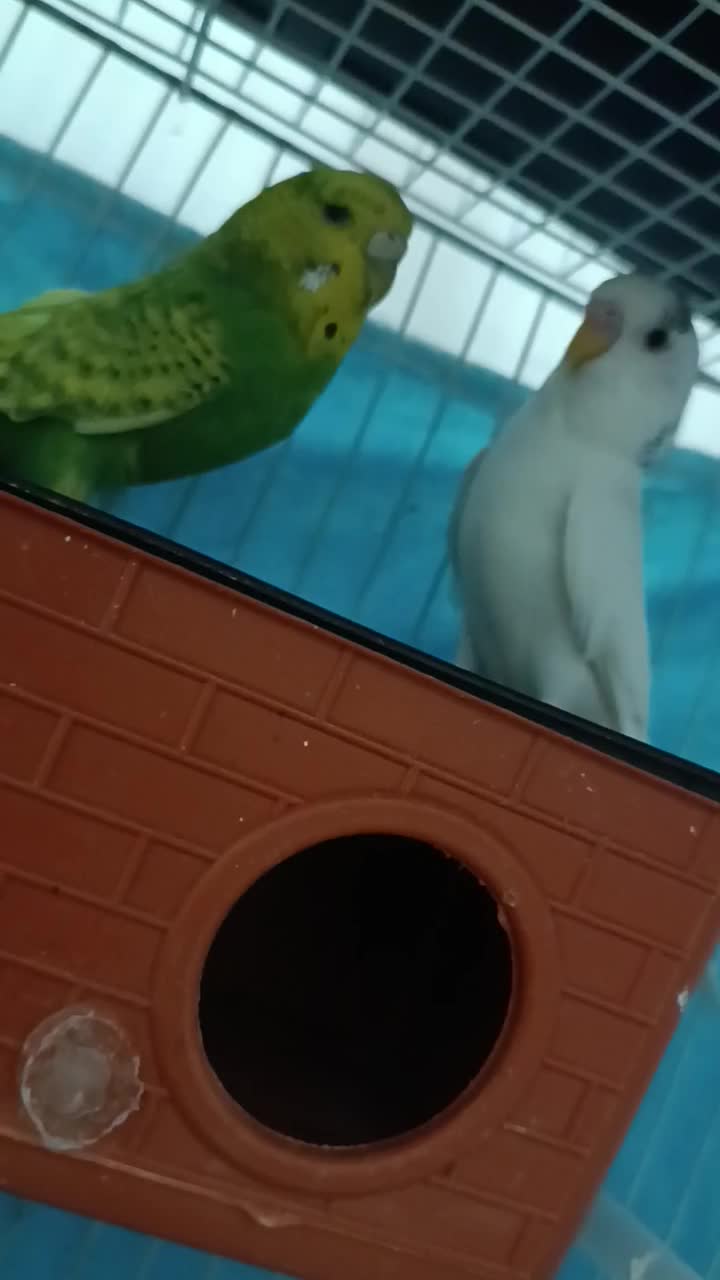 مرغ عشق|پرنده|مشهد, بهمن|دیوار