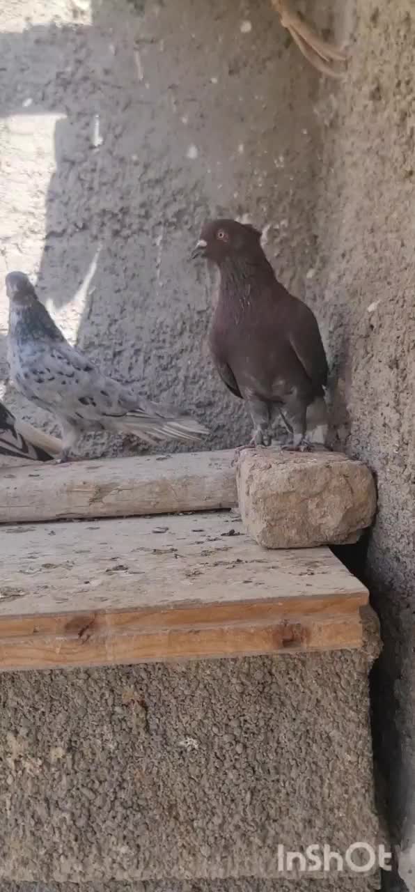 کفتر هفترنگ سرور زاغ زرد دم سفید|پرنده|تهران, گلستان (شهرک راه آهن)|دیوار