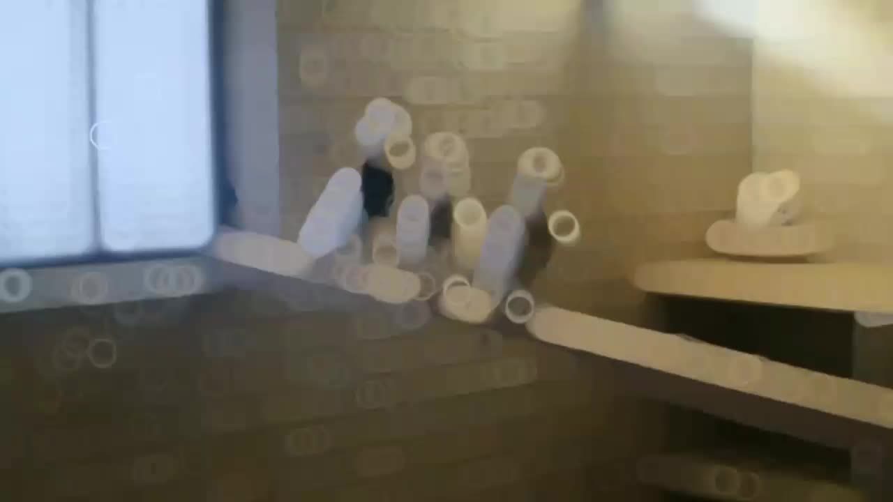 طوقی نسل برتر|پرنده|یزد, |دیوار