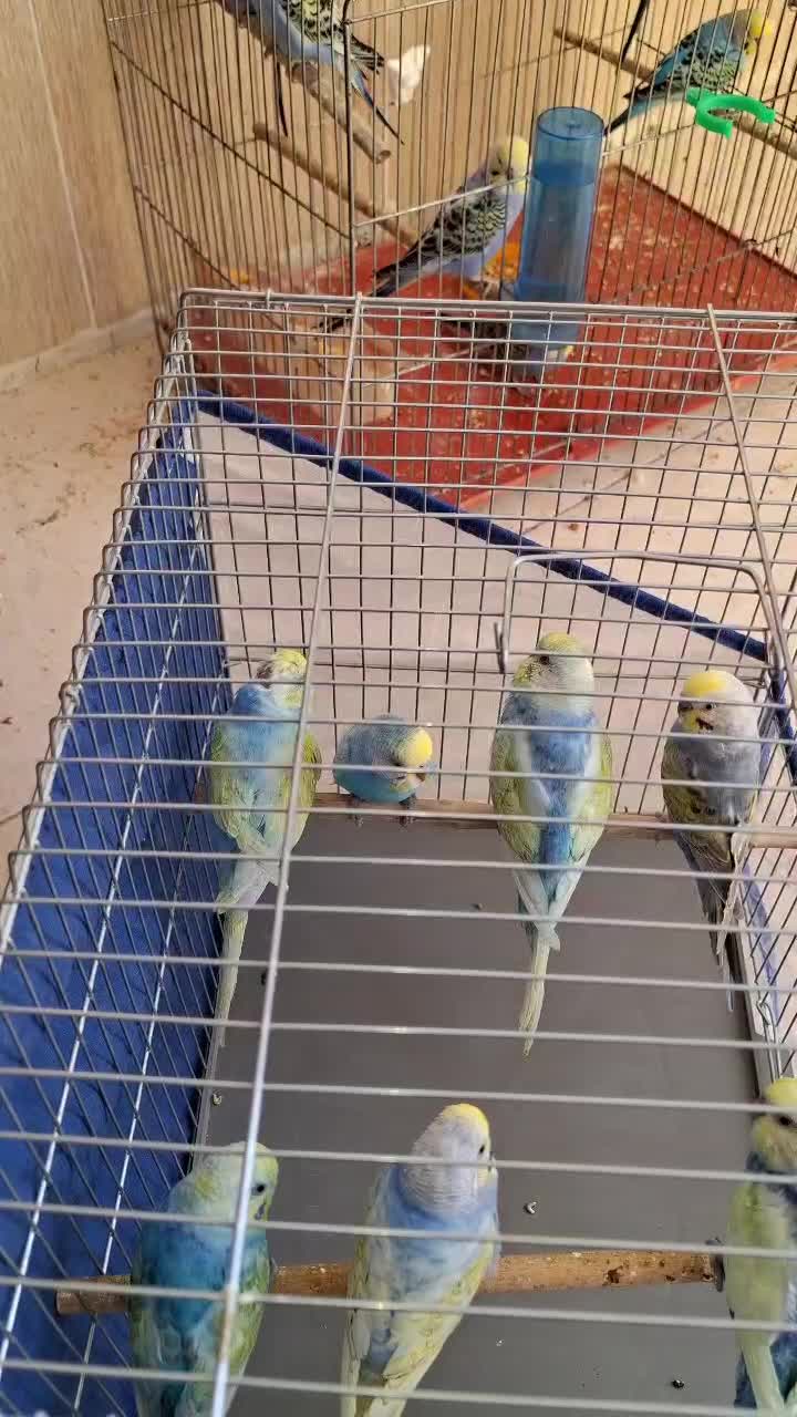 مرغ عشق پروانه ای،رینبو .ماهی گوپی وفایتر با کیفیت|پرنده|مرودشت, پشت سایپا‎|دیوار