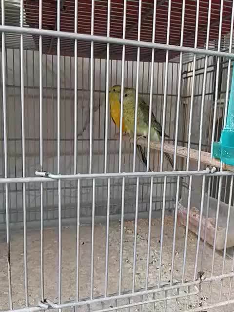 طوطی آوازه خوان|پرنده|قم, انصار‌الحسین|دیوار