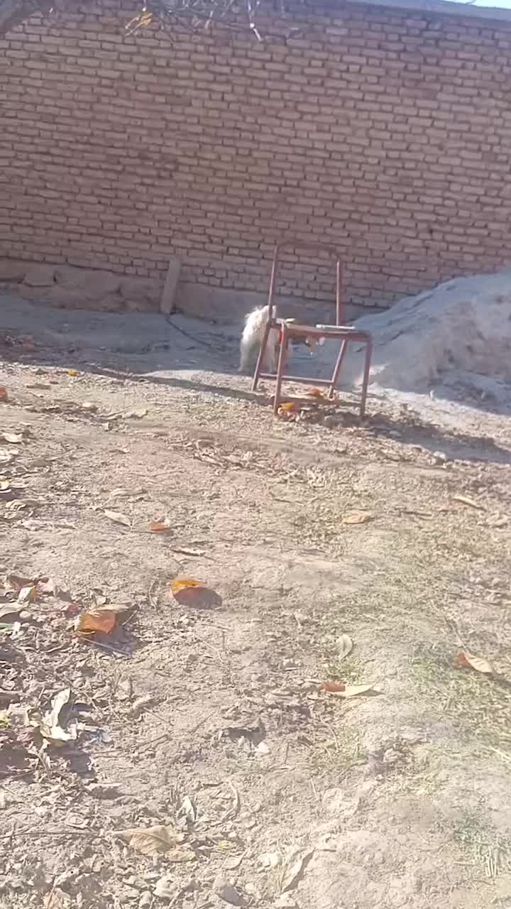 سگ پاکوتاه|سگ|فارسان, |دیوار