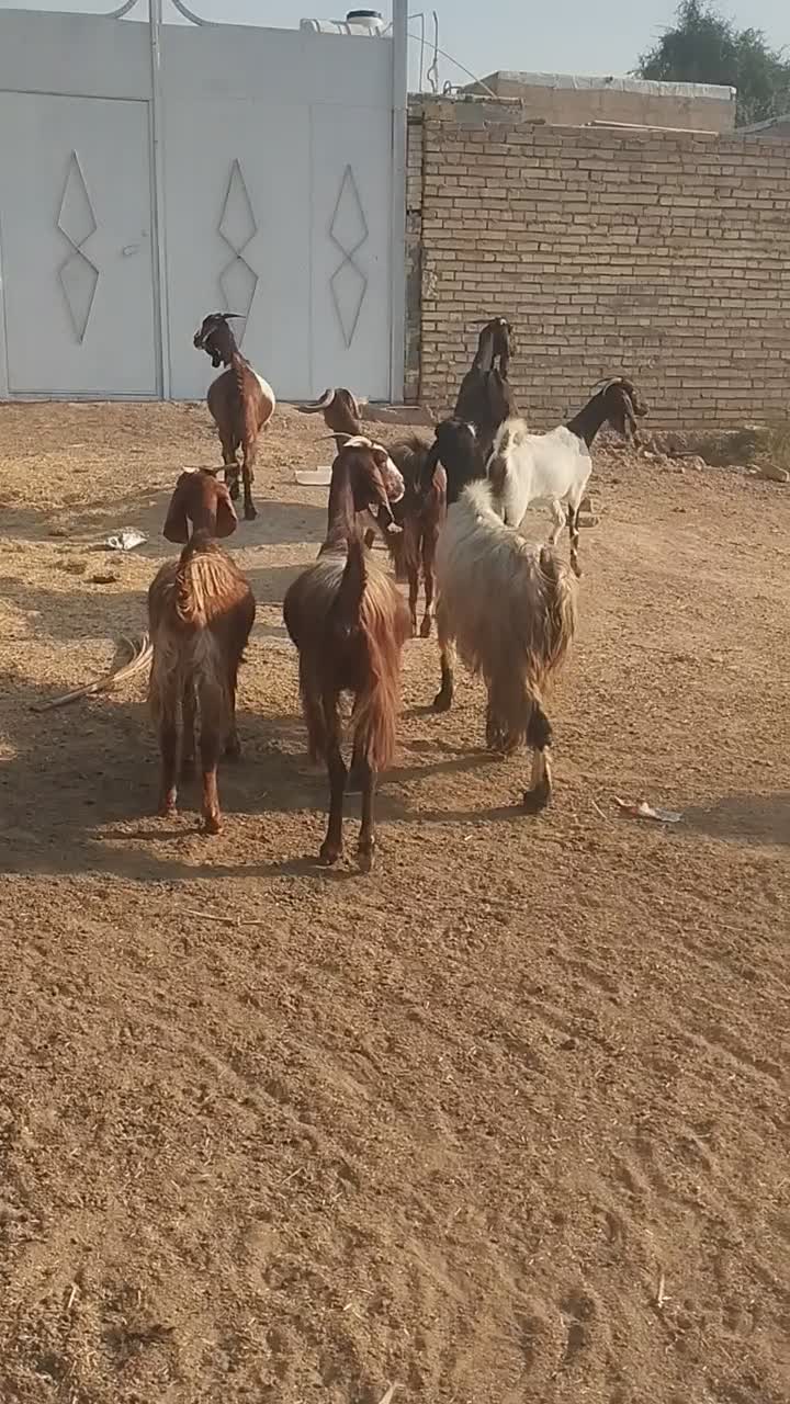 ۸عددبز ابستن|حیوانات مزرعه|حمیدیه, |دیوار