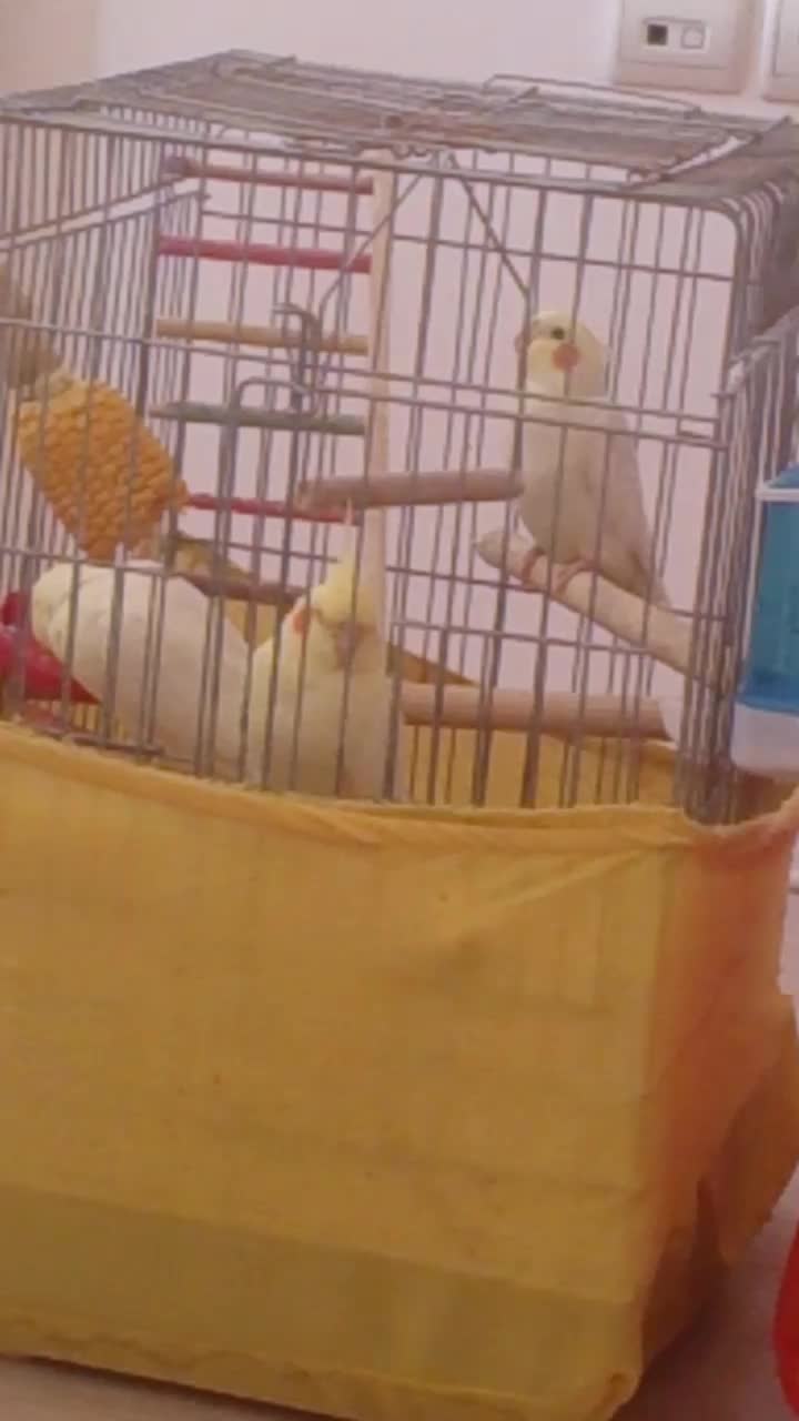 عروس هلندی سخنگو نروماده لوتینو سینامون مرواریدی|پرنده|محمدشهر, شهرک چمران|دیوار