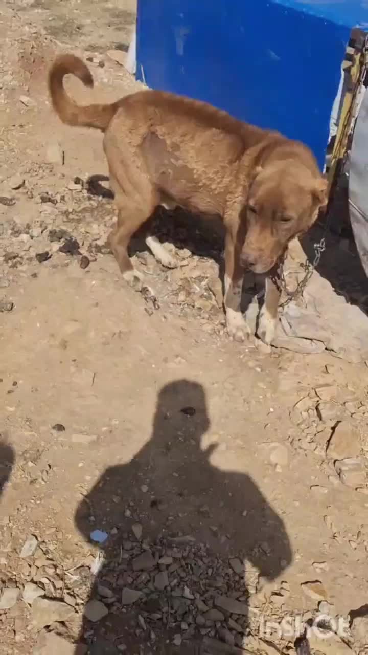 سگ فروشی|سگ|زنجان, |دیوار