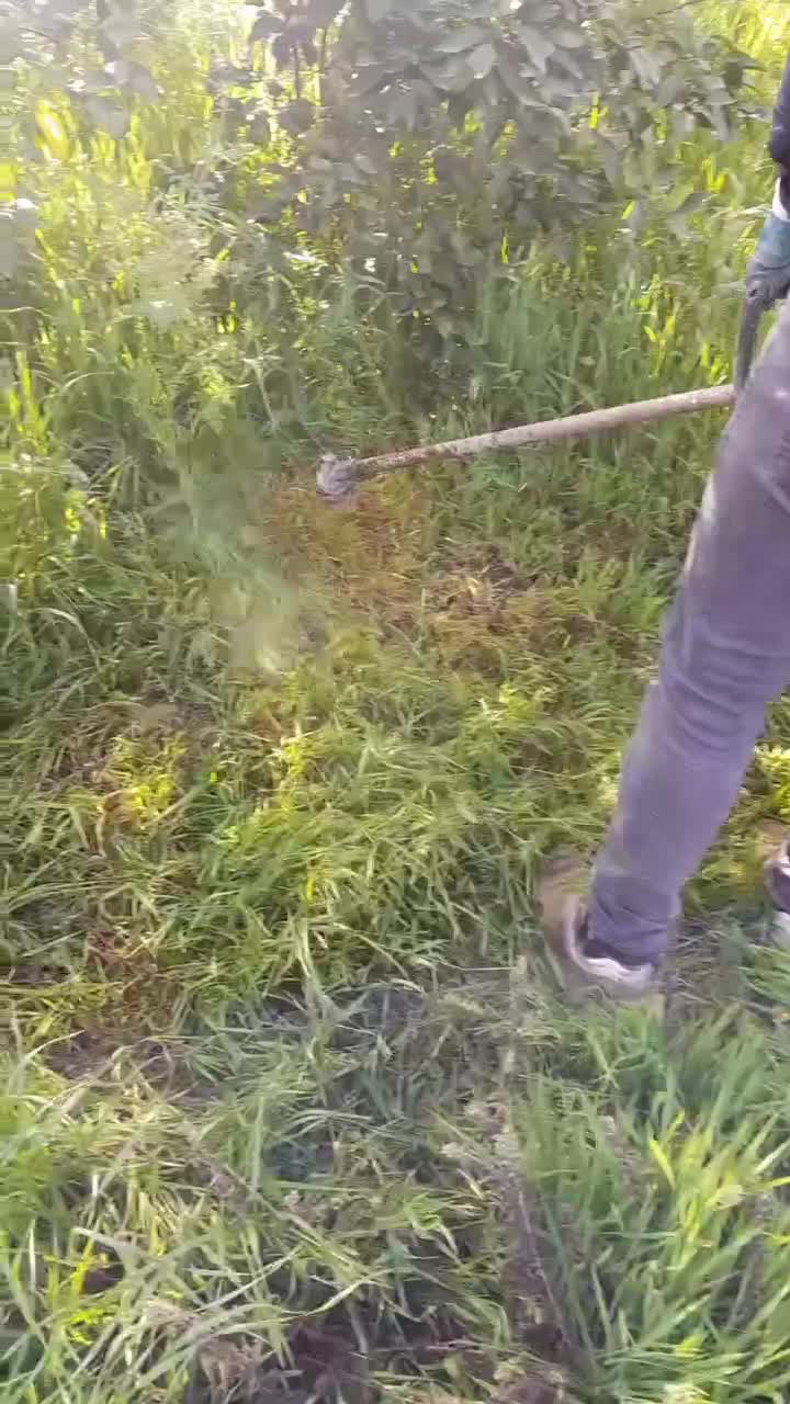 خدمات باغ|خدمات باغبانی و درختکاری|ساری, |دیوار