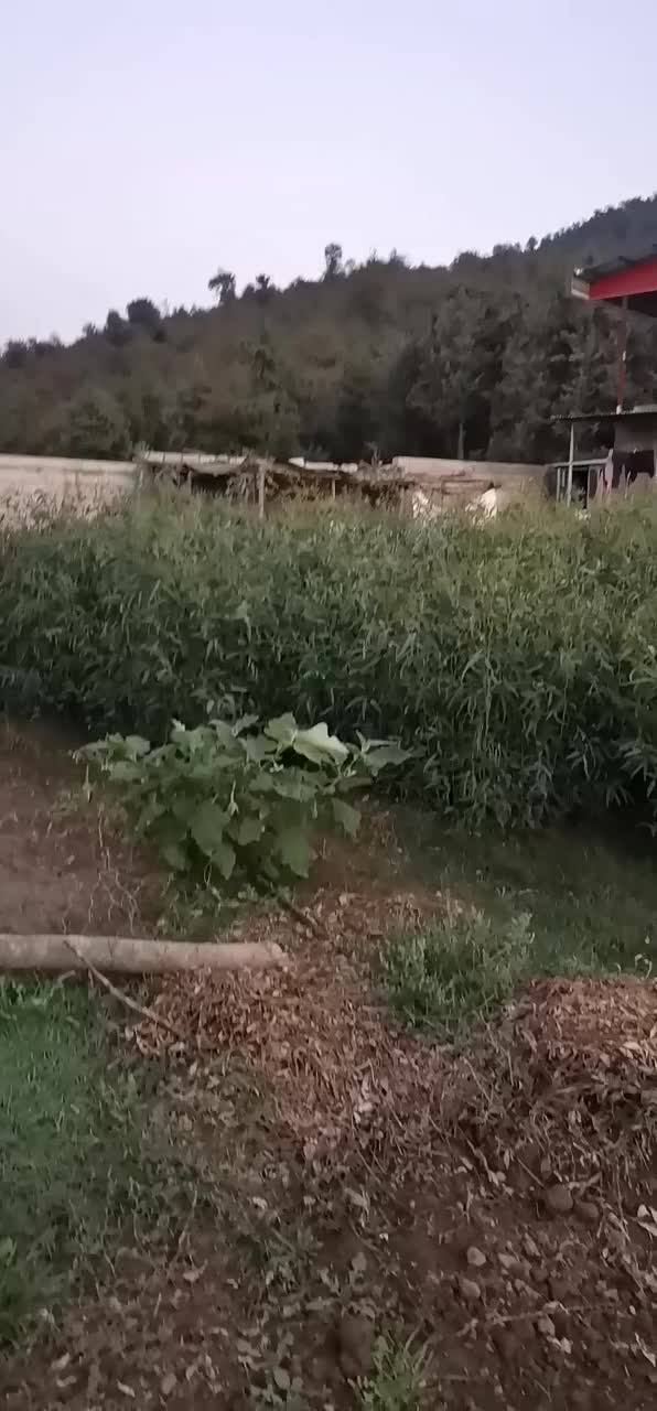 نهال اکالیپتوس|خدمات باغبانی و درختکاری|قرق, |دیوار