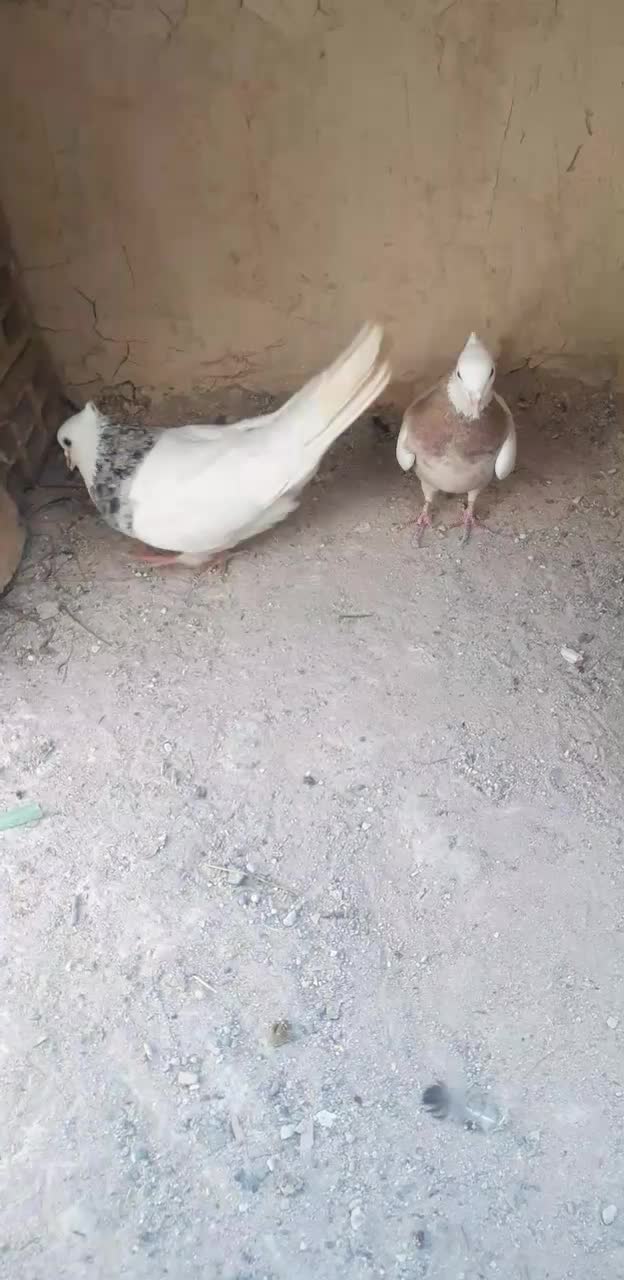 یک جفت طوقی|پرنده|خمینی‌شهر, |دیوار