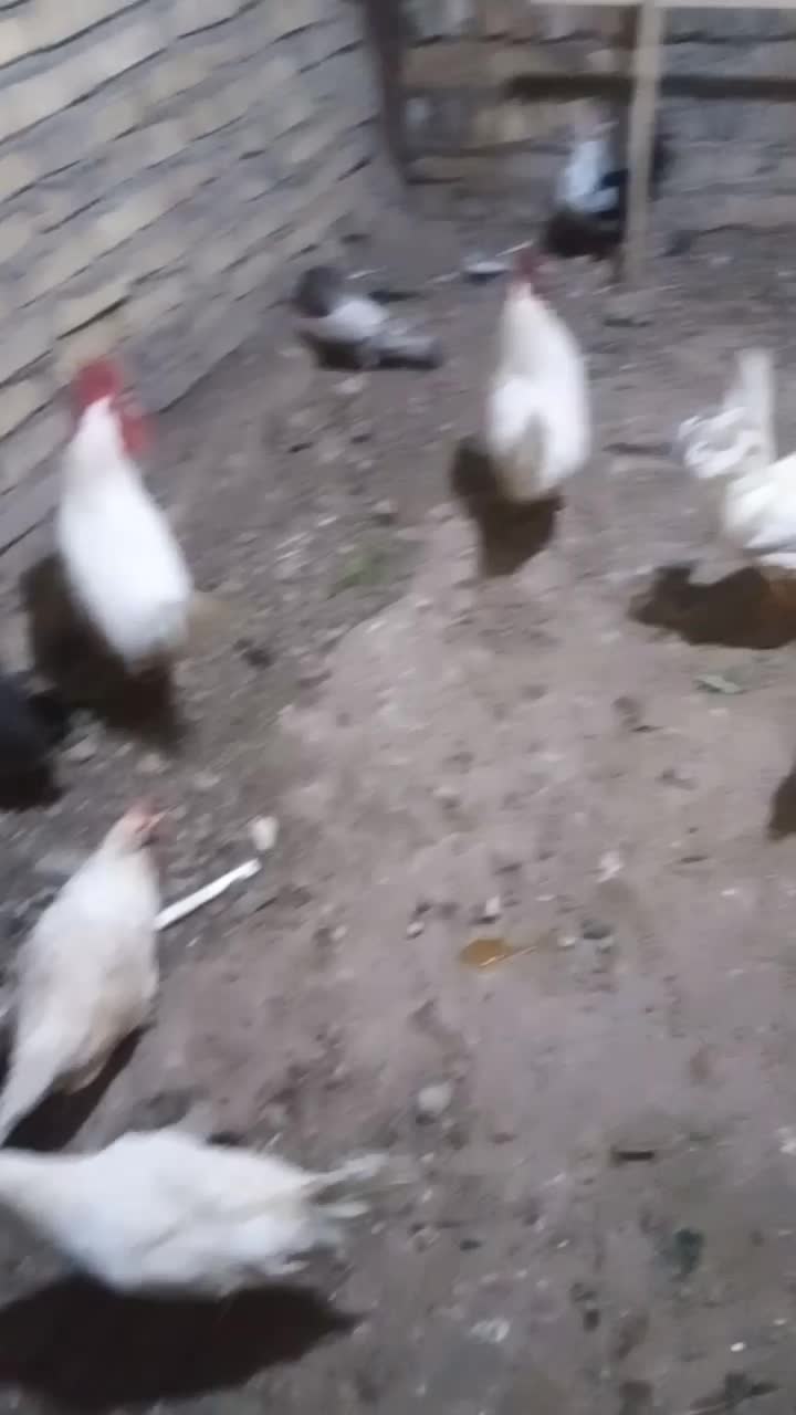 مرغ و خروس|حیوانات مزرعه|آبگرم, |دیوار