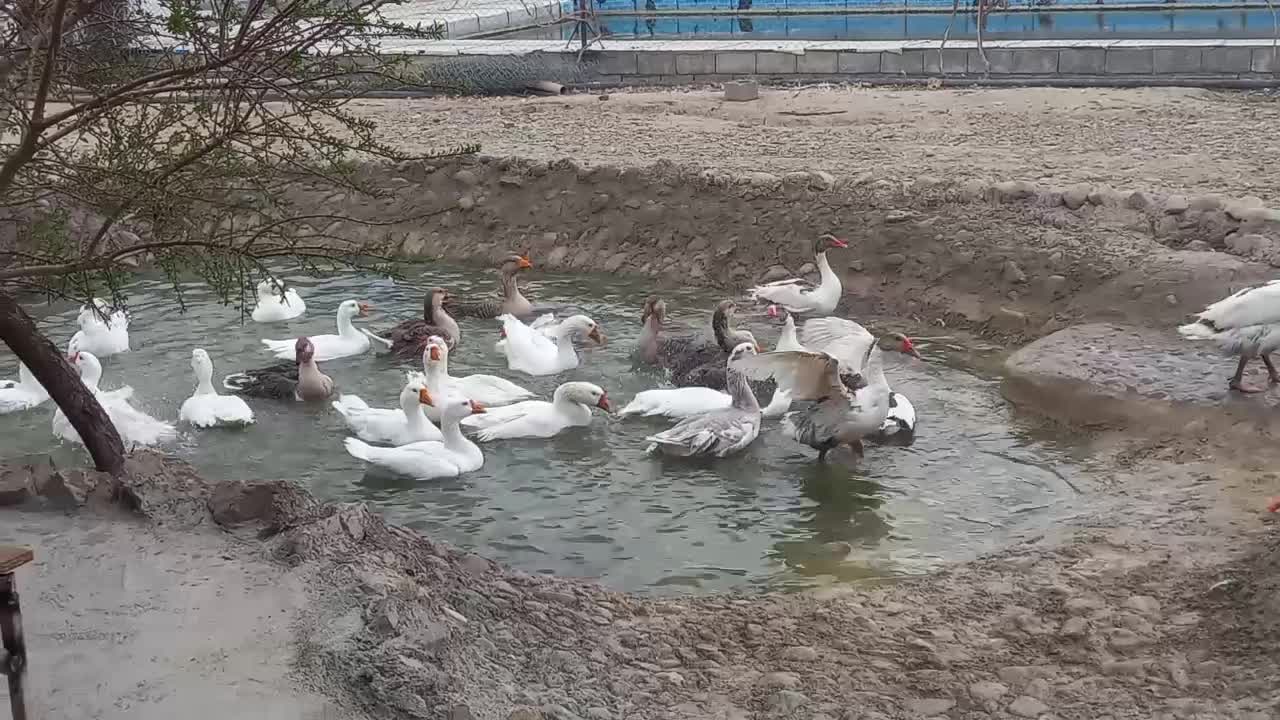 غاز محلی دو ساله و سه ساله|حیوانات مزرعه|ارومیه, |دیوار