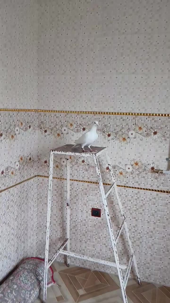 کبوتر مسافتی فروشی|پرنده|کلاله, |دیوار