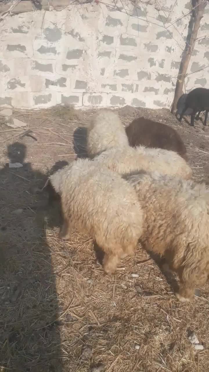 فروش بره نر|حیوانات مزرعه|دره شهر, |دیوار